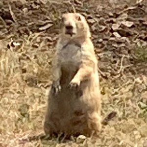 Meet your Posher, Scotty